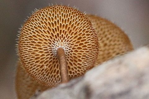 Unerside of Polyporus arcularis  Australia,Fall,Geotagged,Polyporus arcularius