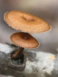 Polyporus arcularisu  Australia,Fall,Geotagged,Polyporus arcularius