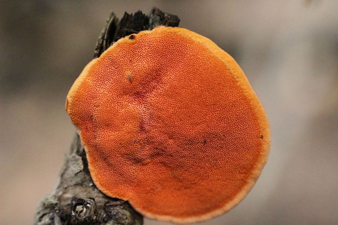underside of Pycnoporus coccineus  Australia,Fall,Geotagged,Pycnoporus coccineus