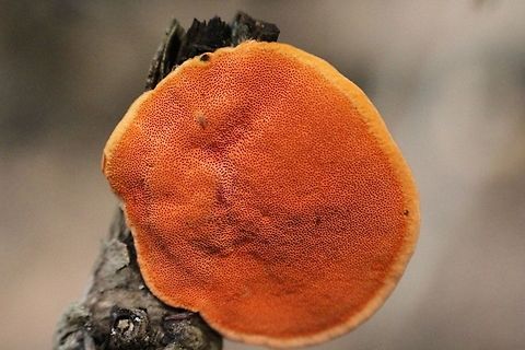 Southern Cinnabar Polypore