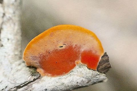 Pycnoporus coccineus  Australia,Fall,Geotagged,Pycnoporus coccineus