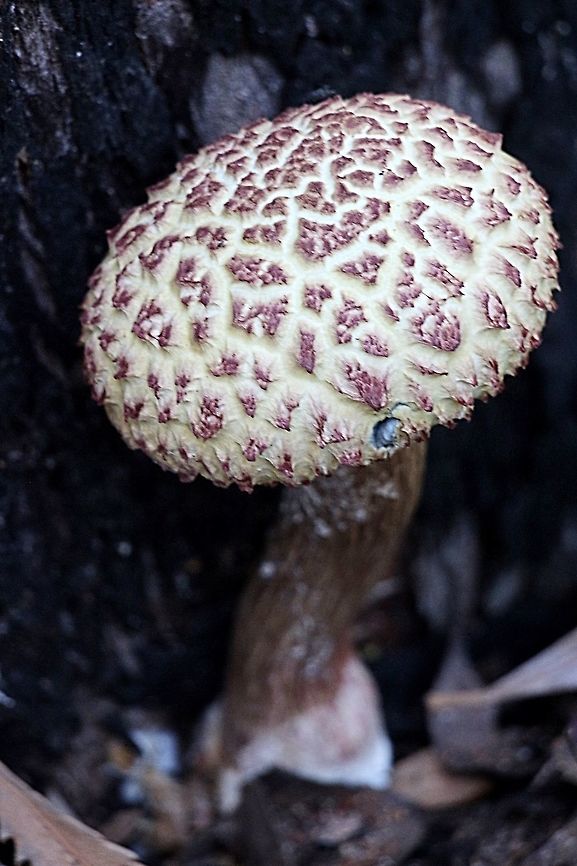 Boletellus ananiceps Most images I see of this species look like being old specimen, the one I found looks fresh and good colours.  It was growing hard up against a large eucalyptus tree , but not attached to the tree. Australia,Boletellus ananaeceps,Boletellus ananas,Fall,Geotagged,Pineapple bolete