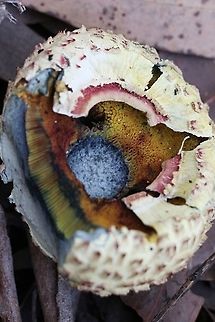 Boletellus ananiceps Details of pores and discolouration when cut or broken. Australia,Boletellus ananaeceps,Fall,Geotagged
