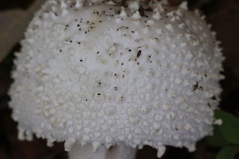 Genus - Amanita sp. Close up if cap. Australia,Fall,Geotagged