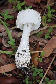 Genus -Amanita sp. Complete body. Australia,Fall,Geotagged