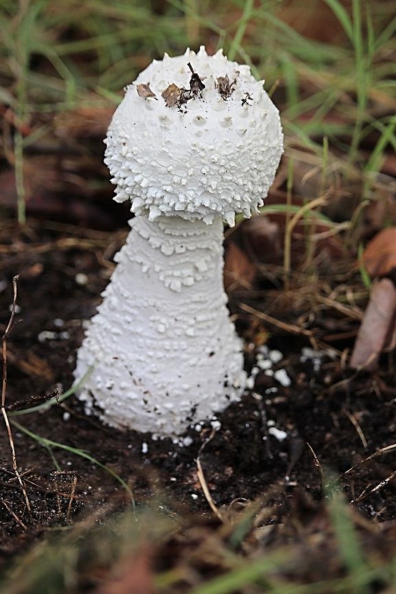 Genus - Amanita  sp. Very powder like to touch. About 17 Cm tall including volva. Australia,Fall,Geotagged