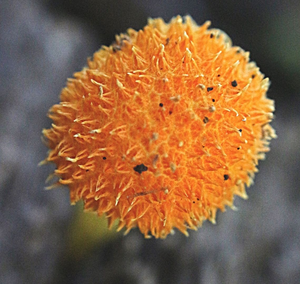 The Golden - scruffy collybia  Australia,Cyptotrama asprata,Fall,Geotagged,Golden-scruffy collybia