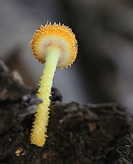 The Golden -scruffy collybia - Cyptotrama asprata  Australia,Cyptotrama asprata,Fall,Geotagged,Golden-scruffy collybia