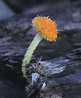 The Golden-scruffy collybia - Cyptotrama asparata  Australia,Cyptotrama asprata,Fall,Geotagged,Golden-scruffy collybia