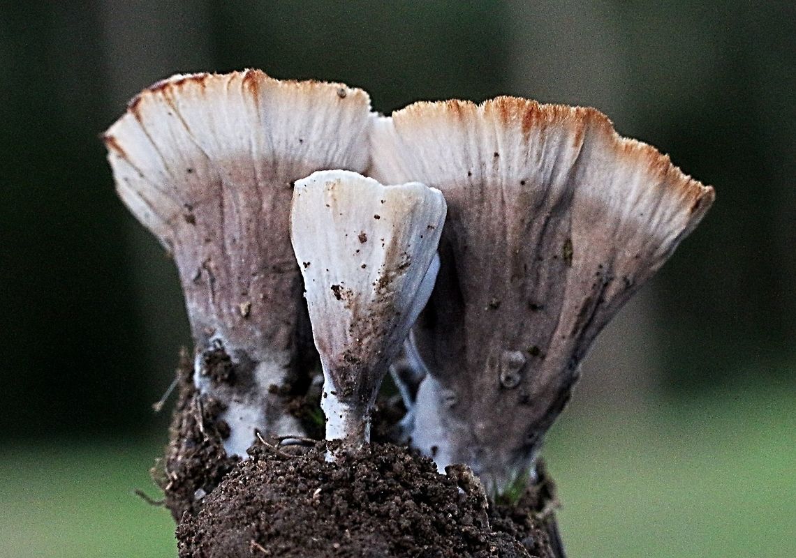 The Wine Glass fungi - Podoscypha petalodes When dug up found only soil attached but very small tree roots could have been present but not detected. Australia,Fall,Geotagged,Podoscypha petalodes,Wine glass fungus