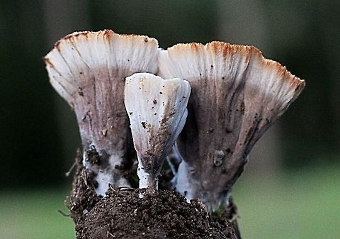 The Wine Glass fungi - Podoscypha petalodes When dug up found only soil attached but very small tree roots could have been present but not detected. Australia,Fall,Geotagged,Podoscypha petalodes,Wine glass fungus