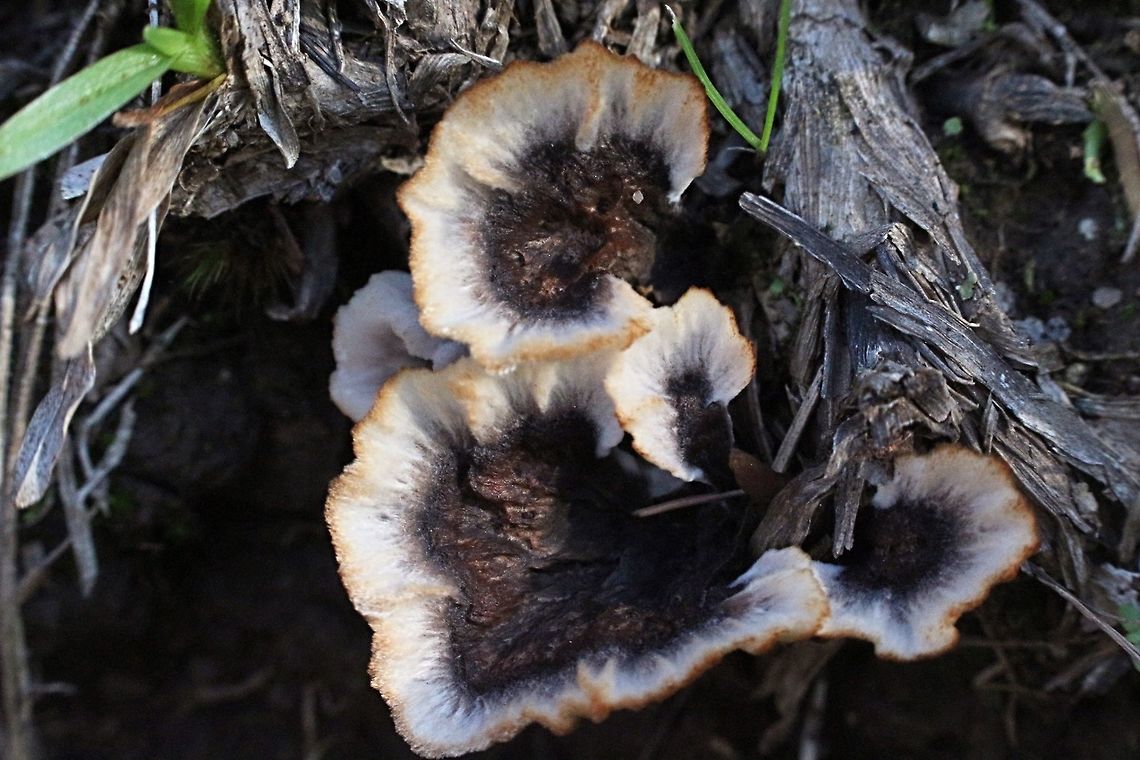 The Wine Glass fungus - Podoscypha petalodes Found growing in a grassy area , possibly with tree roots just under the soil. Australia,Fall,Geotagged,Podoscypha petalodes,Wine glass fungus