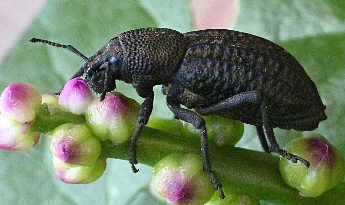 Talaurinus kirbii Originally found on grass in genus Gahnia . Moved for easier photography and then released back to its home.. This weevil was at least 20 mm long. Australia,Fall,Geotagged,Talaurinus kirbii