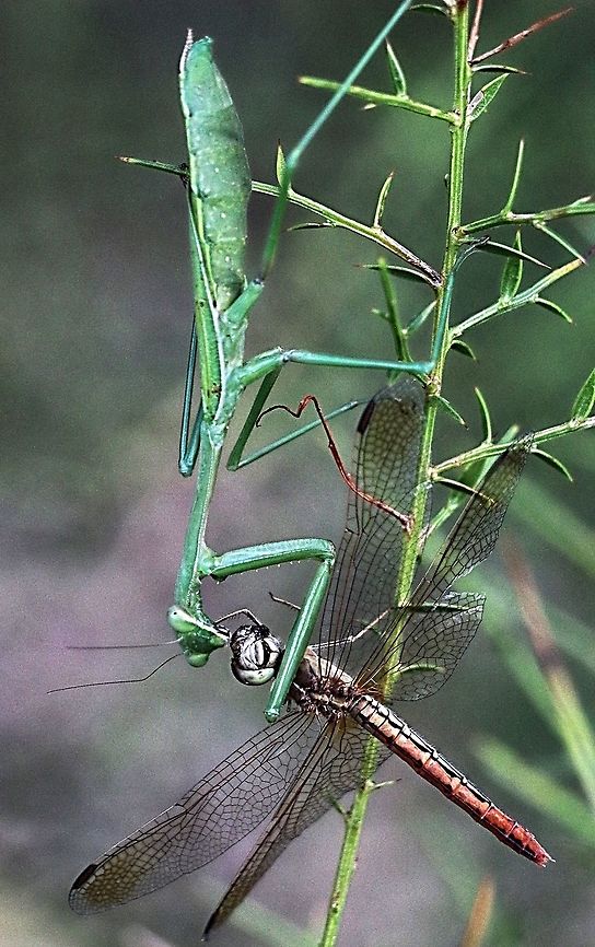 Unidentified species  captured a dragonfly.  Australia,Fall,Geotagged