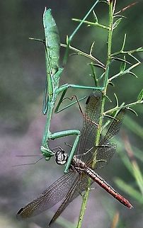 Unidentified species  captured a dragonfly.  Australia,Fall,Geotagged