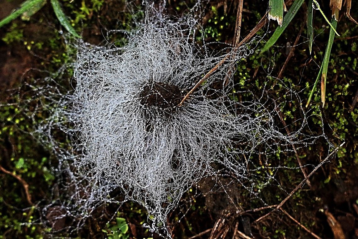 fungi on wild duck faecies Looks very much like Spinellus fusiger which grows on Mycena fungi. Australia,Bonnet mould,Fall,Geotagged,Spinellus fusiger