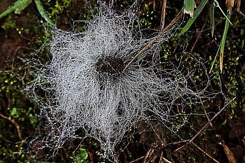 fungi on wild duck faecies Looks very much like Spinellus fusiger which grows on Mycena fungi. Australia,Bonnet mould,Fall,Geotagged,Spinellus fusiger
