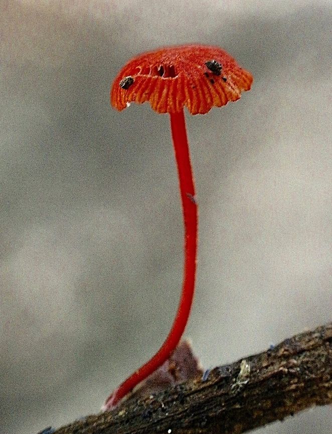 The Ruby bonnet- Mycena viscidocruenta. A very small fungi growing in a damp and dark forest gully. Australia,Fall,Geotagged,Mycena viscidocruenta,Ruby bonnet