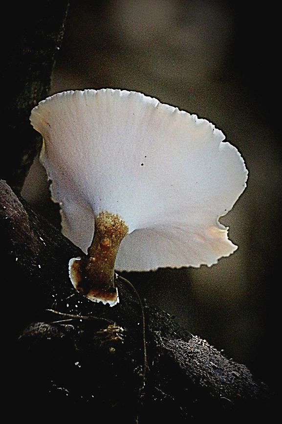 Black - footed polyporus - Picipes badius Growing on decaying wood in mixed eucalyptus forest gully. Australia,Fall,Geotagged,Picipes badius