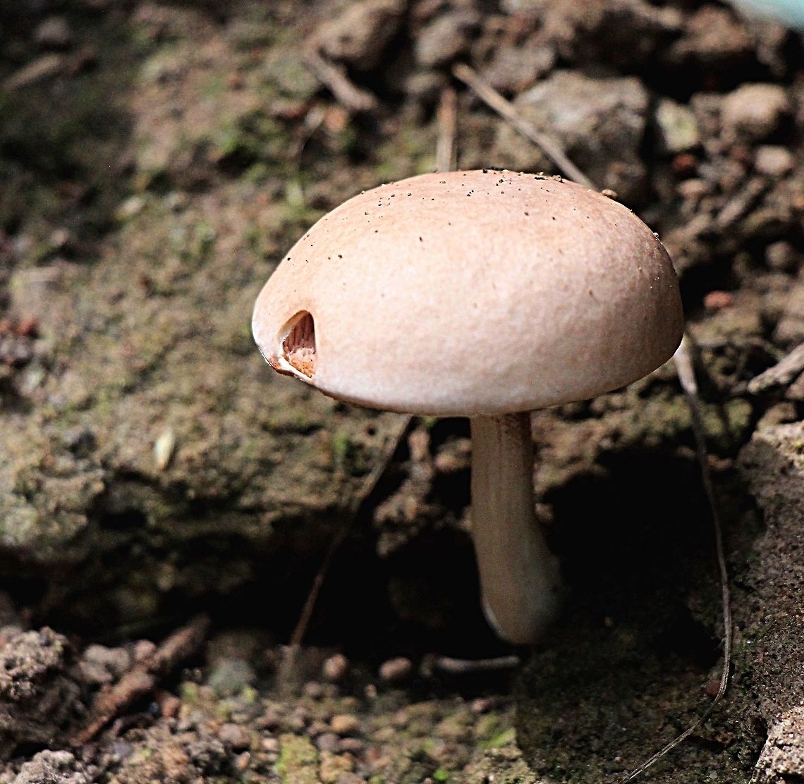 unidentivied fungi  possibly Boletus Only about 35 mm cap dia. Coloration pastel like brownish / rose.<br />
Stem approx 40 mm  Australia,Fall,Geotagged