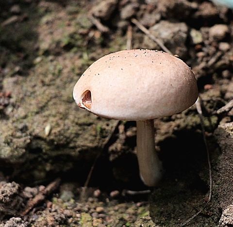 unidentivied fungi  possibly Boletus Only about 35 mm cap dia. Coloration pastel like brownish / rose.
Stem approx 40 mm  Australia,Fall,Geotagged