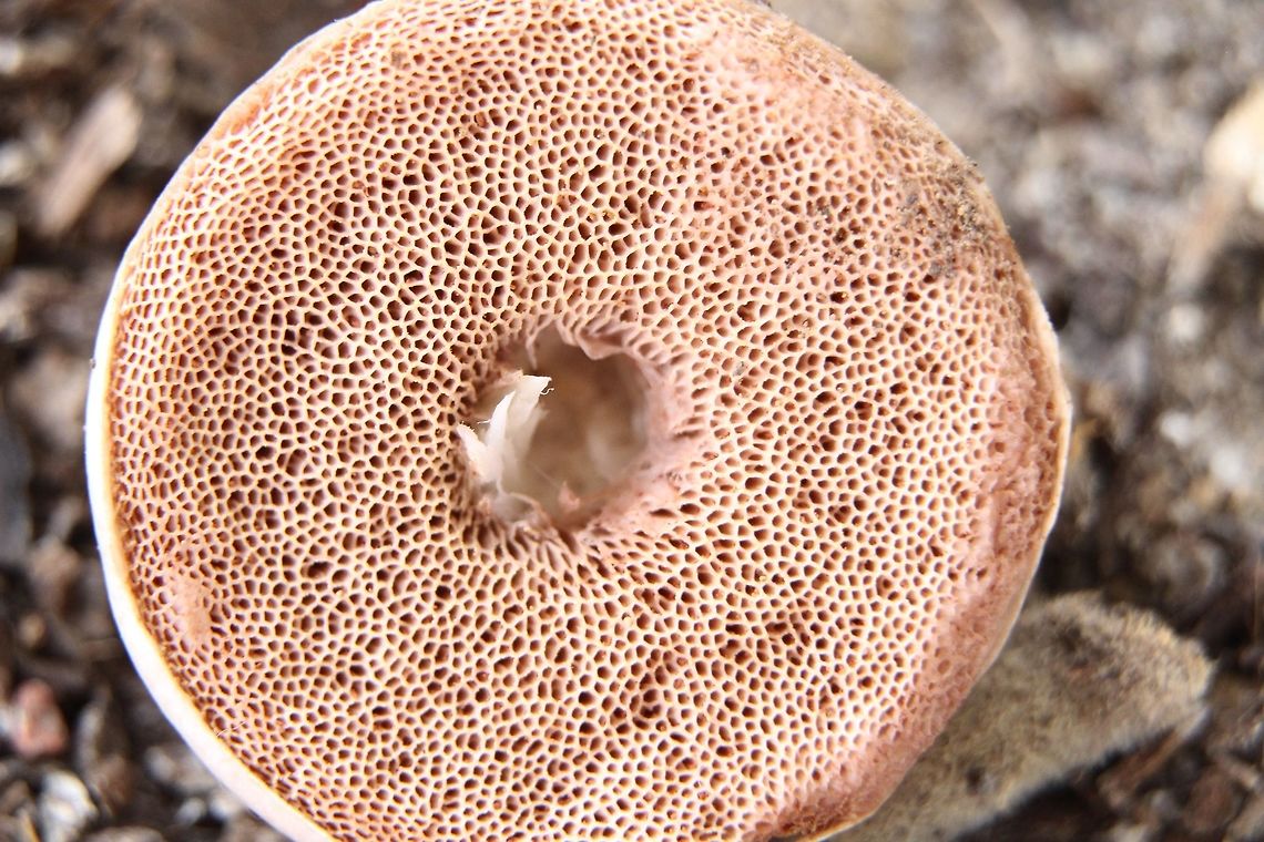 Unidentived fungi possibly Genus bolete Pores also a pastel like brownich/ rose . The pores appear rather coarse and uneven compared to most bolete fungi. Australia,Fall,Geotagged