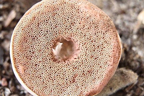 Unidentived fungi possibly Genus bolete Pores also a pastel like brownich/ rose . The pores appear rather coarse and uneven compared to most bolete fungi. Australia,Fall,Geotagged