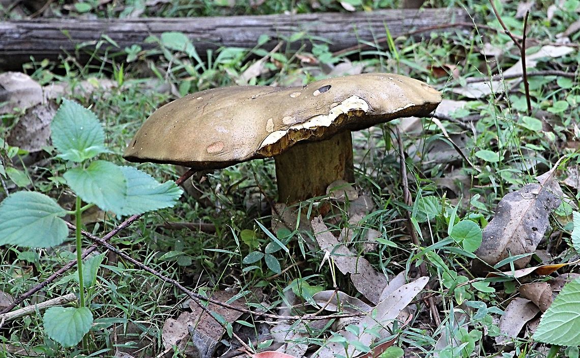 Salmon gum mushroom - Phlebopus marginatus It is a wow factor mushroom when you first see them. The biggest I found today was almost 40 Cm in dia with a stem of about 10 cm in dia. Growing along a track in mixed eucalyptus tree forest. The mushrooms were full of little fly larvae. Australia,Fall,Geotagged,Phlebopus marginatus