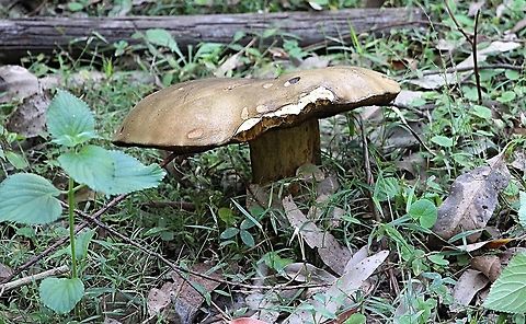 Salmon gum mushroom - Phlebopus marginatus It is a wow factor mushroom when you first see them. The biggest I found today was almost 40 Cm in dia with a stem of about 10 cm in dia. Growing along a track in mixed eucalyptus tree forest. The mushrooms were full of little fly larvae. Australia,Fall,Geotagged,Phlebopus marginatus