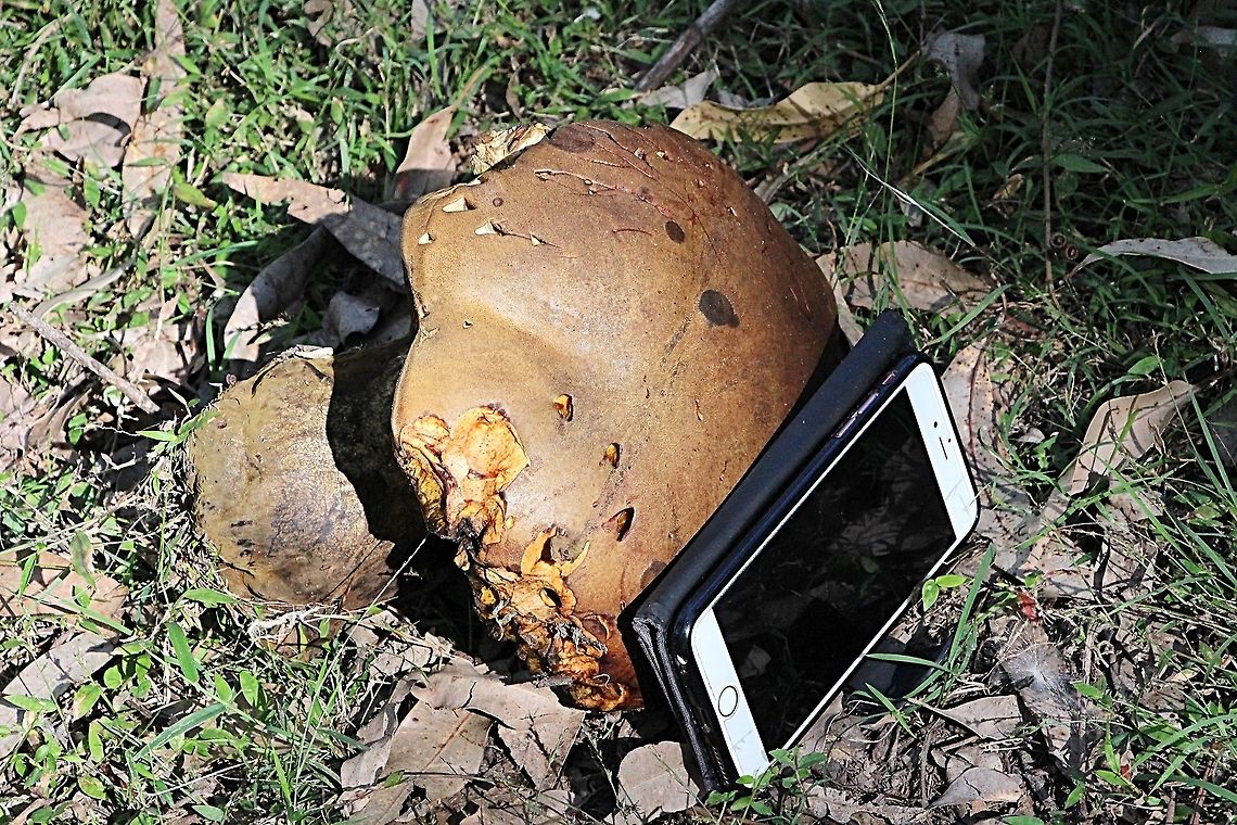 Salmon gum mushroom - Phlebopus marginatus Size comparison  , the phone is around 17 cm<br />
 Australia,Fall,Geotagged,Phlebopus marginatus