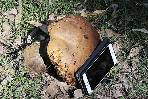 Salmon gum mushroom - Phlebopus marginatus Size comparison  , the phone is around 17 cm
 Australia,Fall,Geotagged,Phlebopus marginatus