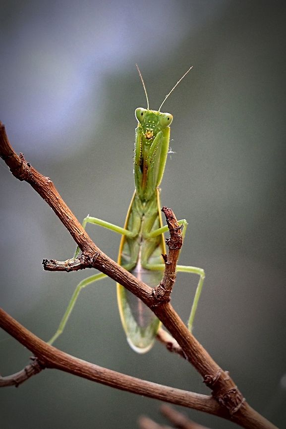 The Australian Green Mantis - Orthodera ministralis  Australia,Australian Green Mantis,Fall,Geotagged,Orthodera ministralis
