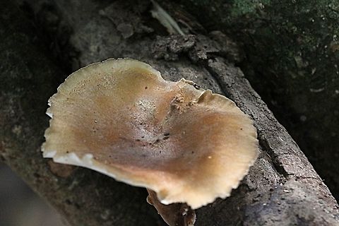 Black - footed polypore - Picipes badius Upper surface. Australia,Fall,Geotagged,Picipes badius