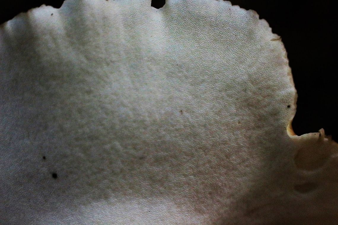 Black-footed polyporus - Picipes badius Showing pores on underside. Australia,Fall,Geotagged,Picipes badius