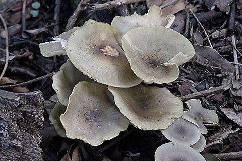 Genus - Armillaria Growing on decaying forest debris after heavy rain Australia,Fall,Geotagged