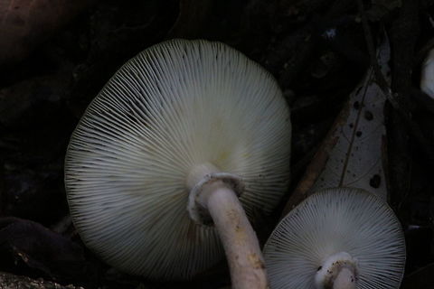 Genus - Armillaria Close up of gills Australia,Fall,Geotagged