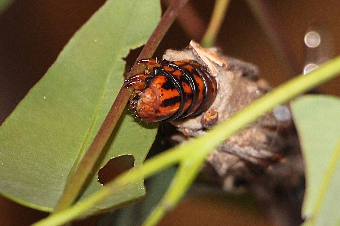 Saunders’case moth - Metura elongatus Feeding on eucalyptus leaves. Australia,Case moth,Eamw case moth,Eamw caterpillars,Eamw moth,Fall,Geotagged,Illaroo NSW,Metura elongatus,Metura ew