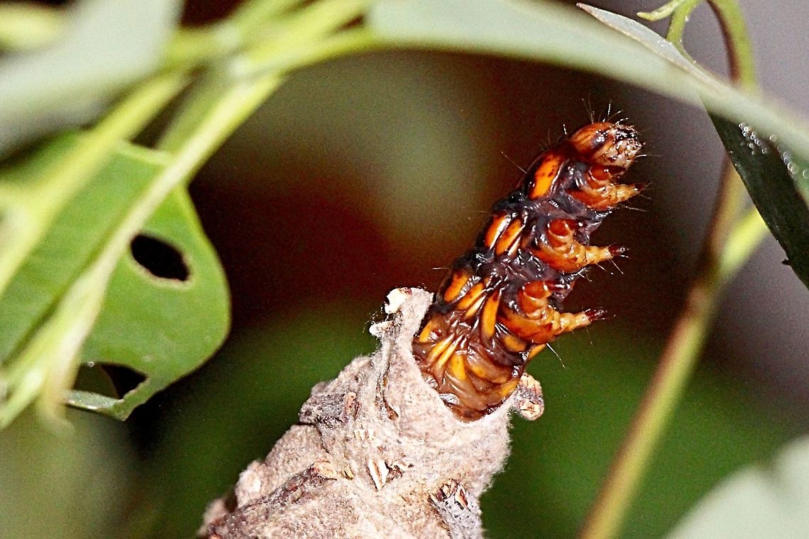 Saunders’case moth -  Matura longatus Found this casemoth wandering along on the ground near eucalyptus trees. I took it home and attached it&rsquo;s case back onto a small eucalyptus tree branch in a vase with water. At night the larvae opened one Ed it&rsquo;s case and came out halfway to feed on eucalyptus leaves. Each time the flash went off on the camera it woul rapidly retreat back into I case but after 1 to 2 minutes would come out again. Australia,Case moth,Eamw case moth,Eamw caterpillars,Eamw moth,Fall,Geotagged,Matura,Metura elongatus