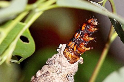 Saunders’case moth -  Matura longatus Found this casemoth wandering along on the ground near eucalyptus trees. I took it home and attached it’s case back onto a small eucalyptus tree branch in a vase with water. At night the larvae opened one Ed it’s case and came out halfway to feed on eucalyptus leaves. Each time the flash went off on the camera it woul rapidly retreat back into I case but after 1 to 2 minutes would come out again. Australia,Case moth,Eamw case moth,Eamw caterpillars,Eamw moth,Fall,Geotagged,Matura,Metura elongatus