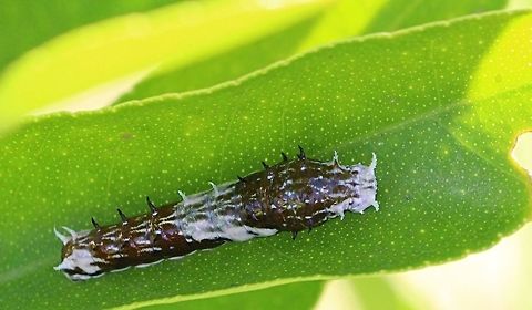 Caterpillar ( third I star) of Orchard Swallowtail Butterfly - Papilio aegeus Feeding on citrus leaves. Eamw butterflies,Eamw caterpillars,Orchard Swallowtail Butterfly,Papilio aegeus