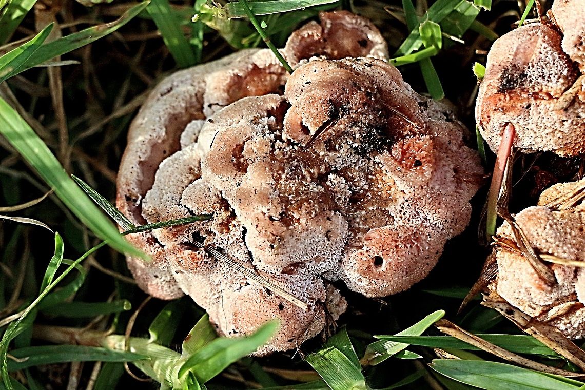 Possibly a Polyporus? Growing in a bush garden lawn area.  Australia,Fall,Geotagged