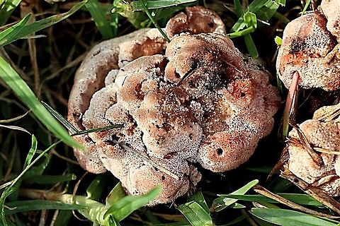 Possibly a Polyporus? Growing in a bush garden lawn area.  Australia,Fall,Geotagged