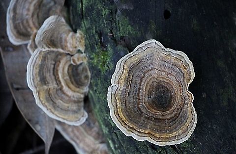 Trametes versicolor, Australia  Australia,Fall,Geotagged,Trametes versicolor