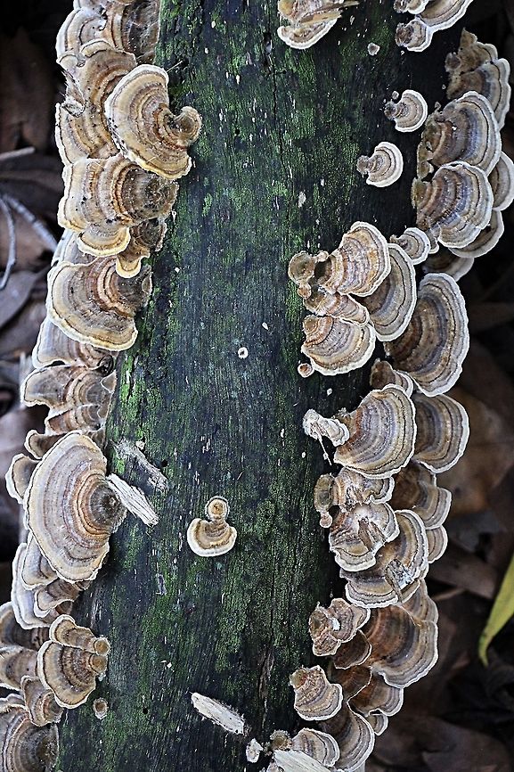 Turkey tail - Trametes versicolor  Australia,Fall,Geotagged,Trametes versicolor