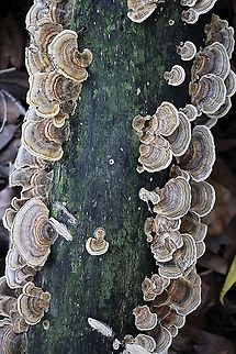 Turkey tail - Trametes versicolor  Australia,Fall,Geotagged,Trametes versicolor