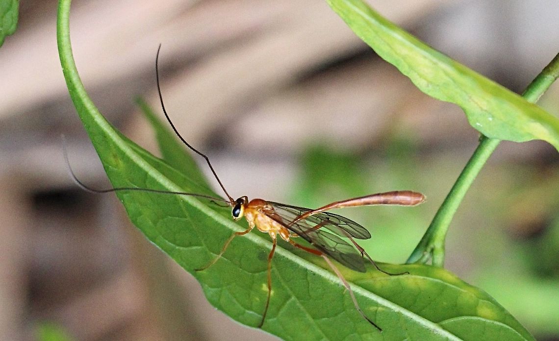 Orange caterpillar parasite wasp - Netelia producta <a href="http://www.brisbaneinsects.com/brisbane_parawasps/OrangeCaterpillarParasite.htm" rel="nofollow">http://www.brisbaneinsects.com/brisbane_parawasps/OrangeCaterpillarParasite.htm</a><br />
When attacking its host, the female wasp temporarily paralyses the caterpillar by stinging it. After the host paralysed, the wasp lay a brown egg onto the skin near the head of the caterpillar. These eggs can be seen if carefully visual check the caterpillars.. <br />
 <br />
The wasp larva hatches from the egg and develops externally, hanging on the head of the caterpillar. The wasp larva will not complete its larval development until the caterpillar has tunneled into the soil and formed its pupation chamber. After the host forms its chamber, the wasp larva will feed and kill the host, spin a black furry cocoon within this chamber. <br />
Info from Brisbane insect website  Australia,Fall,Geotagged,Netelia producta