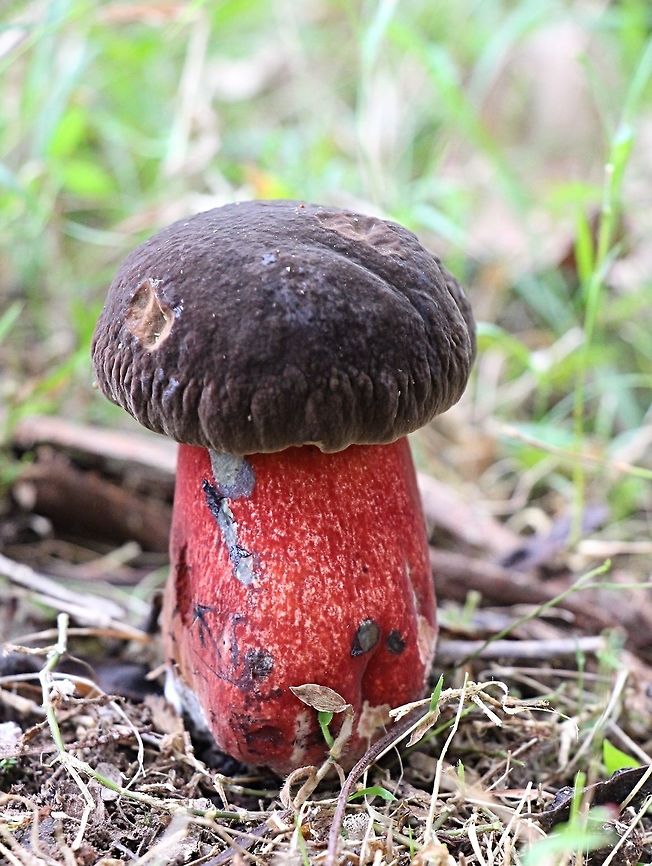 Scarlet Bolete - Scarletina bolete 21 Aug 2020. Checked today in ALA and I am pretty sure that this is Scarletina bolete.<br />
<br />
Could that be Bolete zelleri? I read that it is a North American species and is not listed to occur in Australia. All info i found including images makes me believe that it is Bolete Zelleri . <br />
I will check it daily to see how it changes and will after 2 or 3 days check for changes in coloration when bruised also will check the pores.<br />
At this stage the cap is approximately 40mm and the stipe 50 mm tall with a diameter of around 15 t0 20 mm Australia,Fall,Geotagged,Neoboletus luridiformis