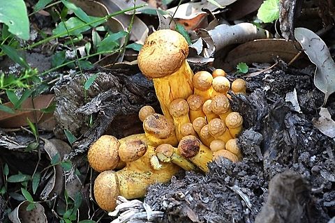 Mum and her family . Spectacular Rustgill - Gymnopilus junonius  Australia,Fall,Geotagged,Gymnopilus junonius,Spectacular Rustgill