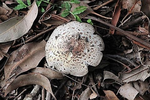 Slender Parasol - Macrolepiota clelandii  Australia,Fall,Geotagged,Macrolepiota clelandii,Slender Parasol