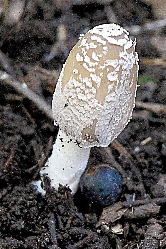 The Magpie Fungus -  Coprinopsis picacea  Australia,Coprinopsis picacea,Coprinopsis picancea,Fall,Geotagged